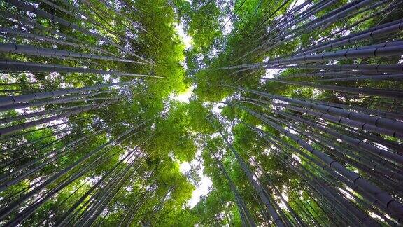 京都岚山美丽的竹林