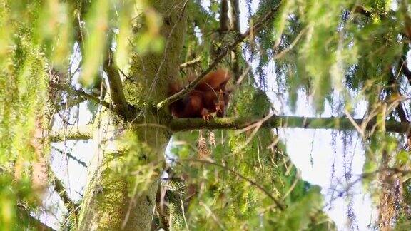 可爱的松鼠在吃树枝上的坚果