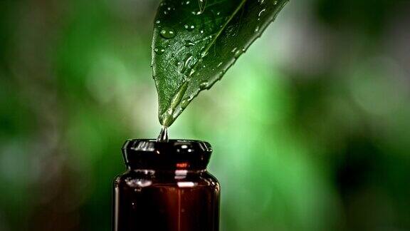 SUPERSLOMO精油从绿叶滴入瓶中