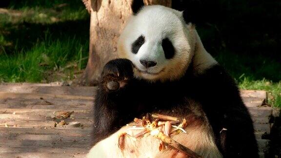 大熊猫吃竹子