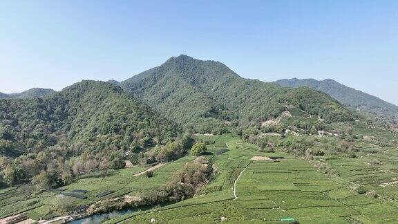 中国杭州龙井茶园