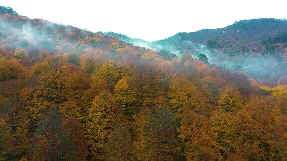 秋天的树木从雾中升起的无人机俯瞰着秋叶呈黄色和橙色的森林YedigollerBolu