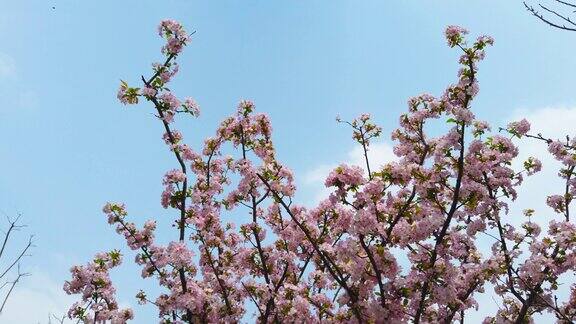 桃花树的花朵映衬着蓝天
