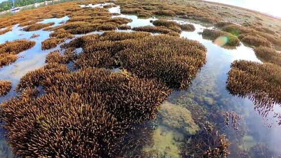 完美的珊瑚礁在拉威海普吉岛
