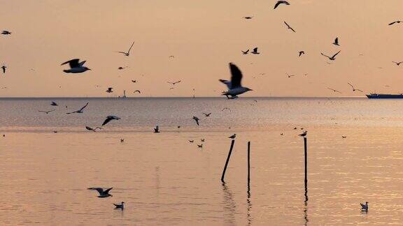夕阳下的天空中有4k只海鸥