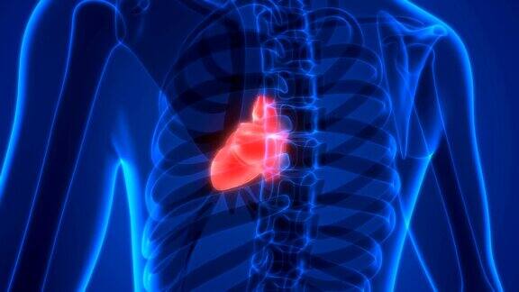 人类的心脏解剖