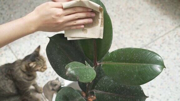 清洗弹性无花果(橡胶植物)的叶子与猫过马路的场景