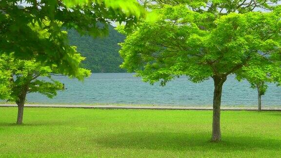 日本和田湖的树