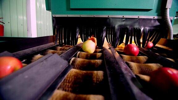 工厂中干燥和分类苹果的设备食品工业中的工业生产设施