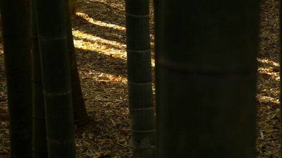 竹林光和影