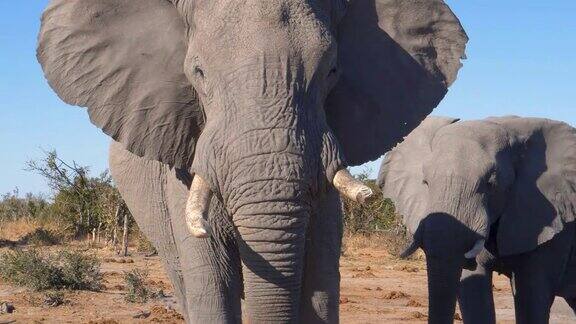 博茨瓦纳一头大象和旁边的另一头大象正在充电的4K特写镜头