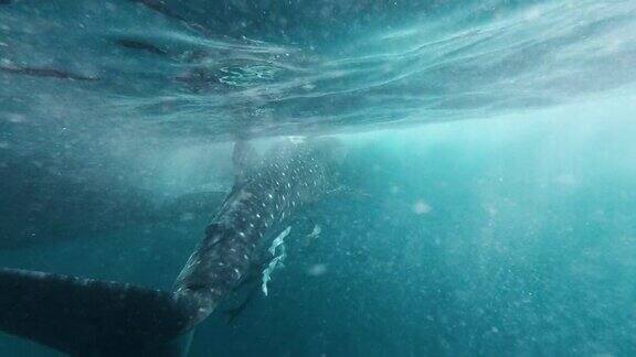 鲸鲨的尾鳍在水下游动
