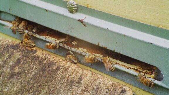 时间流逝快速移动蜜蜂飞出来飞进木制蜂箱的入口特写
