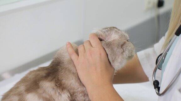 兽医用耳镜检查猫的耳道这只猫去了兽医诊所抱怨说耳朵疼家猫治疗