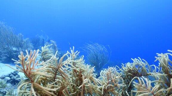 珊瑚礁海景在加勒比海库拉索岛荷属安的列斯群岛周围