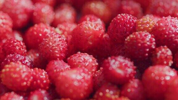 很多浆果野草莓野生森林里的红色小浆果关闭了