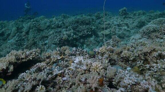 菲律宾珊瑚三角的健康珊瑚礁(4K)