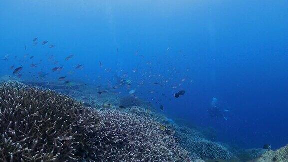 潜水者用运动相机拍摄珊瑚礁(4K->FHD)