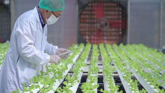 温室男女技术员检查水培系统水的化学成分穿着防护服的科学家工人在温室农场检查植物水培蔬菜