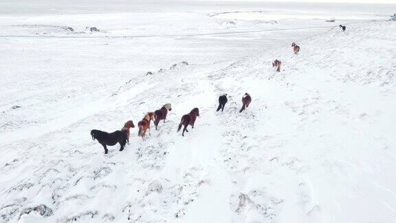 马冬季田野农村动物雪冷草地自然冰岛鸟瞰