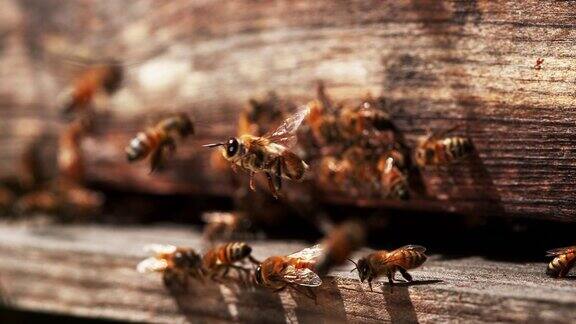站在蜂巢入口处的蜜蜂