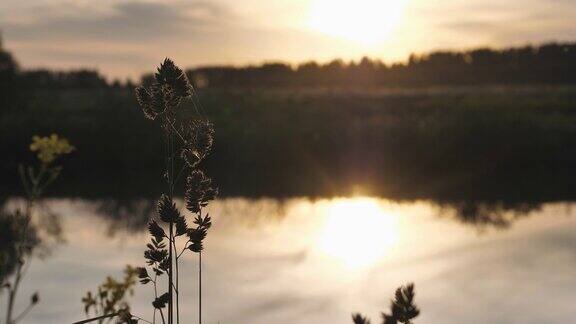日落-日落在天空和它的倒影在水面的河流夏天的夜晚在前景的草的花序