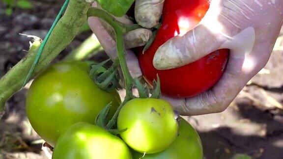 收获成熟的有机番茄