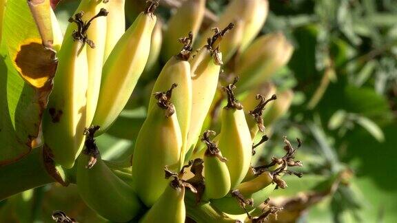 用4k慢镜头在种植园里种植香蕉