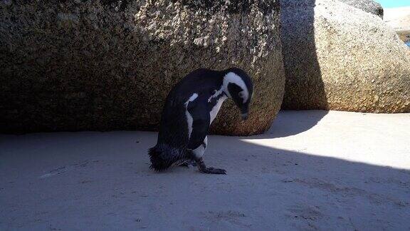 博尔德斯海滩的非洲企鹅