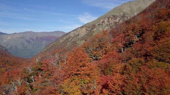 冷冰冰的山毛榉山秋天的阿根廷