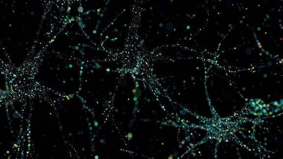 有多个轴突的神经元的核