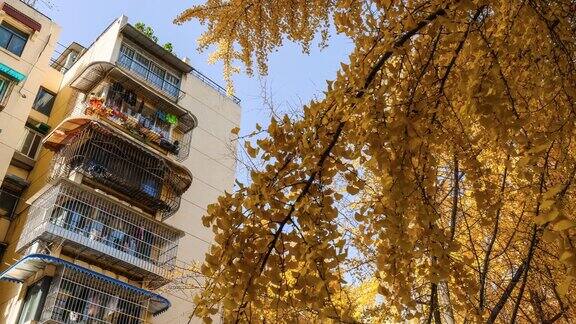 成都的老住宅区沉浸在银杏树的黄叶中