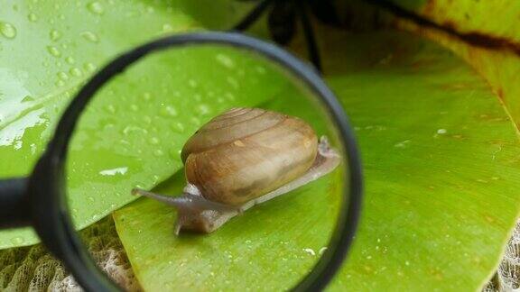学生用放大镜在叶子上看到一只蜗牛