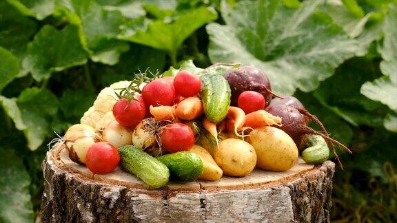 在花园里收割蔬菜有选择性的重点食物