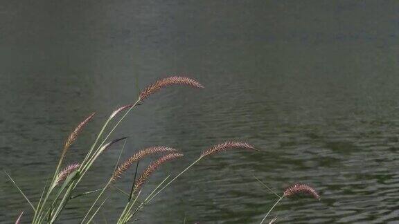 湿地的草花