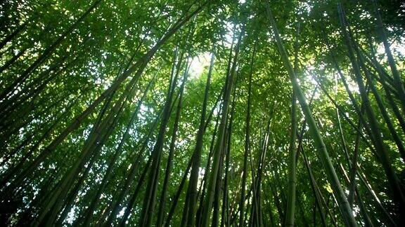 刺眼的阳光照射在茂密的竹林里