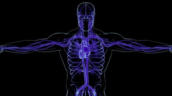人体心脏与循环系统解剖医学概念3D