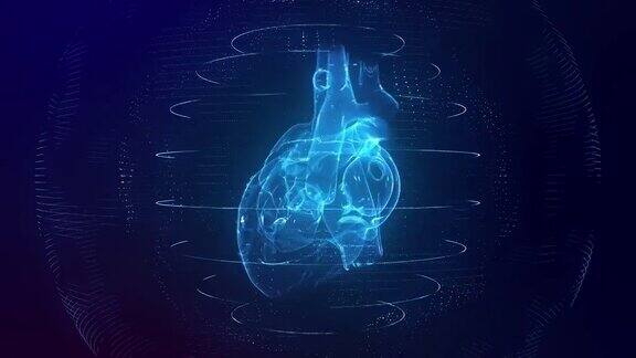 解剖正确的蓝色数字人类心脏无缝循环心脏扫描