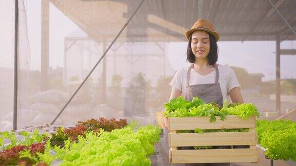 美丽的农民女孩扛着一盒蔬菜绿色沙拉在水培温室农场她移动着车厢微笑着看着镜头慢动作镜头农业业务
