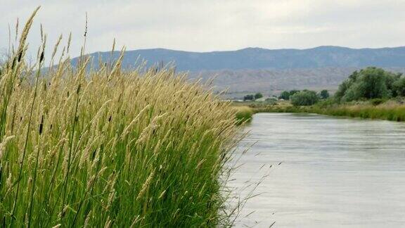 长草和芦苇在微风中轻轻摇摆水流过科迪运河在科迪怀俄明州阴天下部分