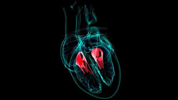 心脏解剖三瓣和二尖瓣的医学概念3D