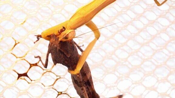 螳螂捉了一只蝗虫坐在网上吃了它