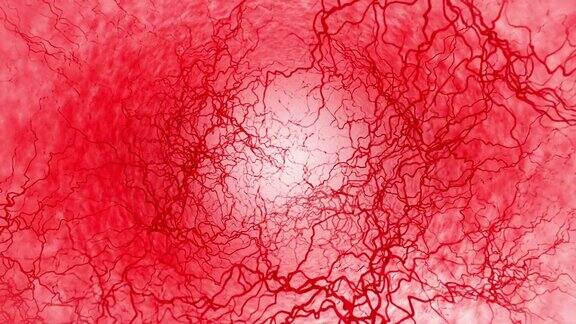 人体血管的三维循环动画红色的毛细血管红色背景上的眼血解剖背景医学概念