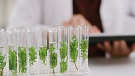 科学、农业和树叶在实验室的试管中进行实验、检查和研究创新、植物学和科学家在平板电脑上输入数据、分析和植物生长报告