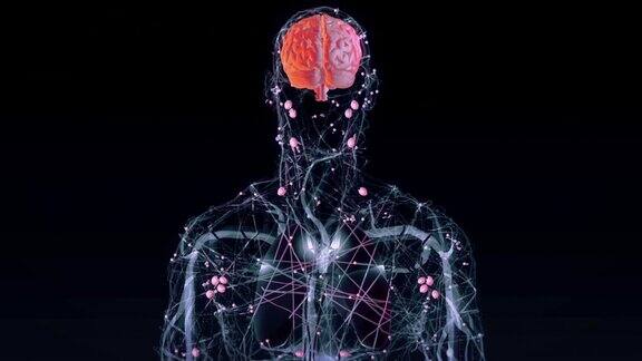 人脑神经系统