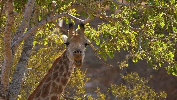 长颈鹿在吃树上的叶子
