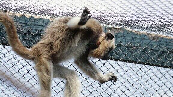 小猴子在被锁在铁栏后面的笼子里四处张望