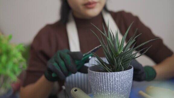 亚洲妇女在家里修剪她的植物