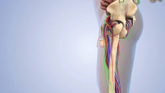 人体的淋巴系统和内部器官