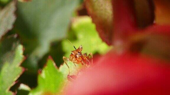 螳螂幼虫在花上